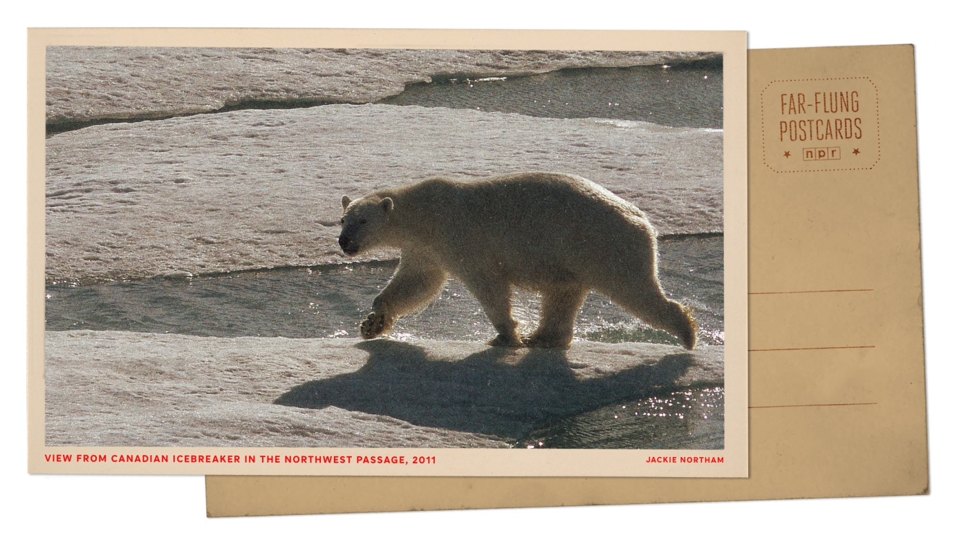 Gấu Bắc Cực trên băng tại Vòng Bắc Cực