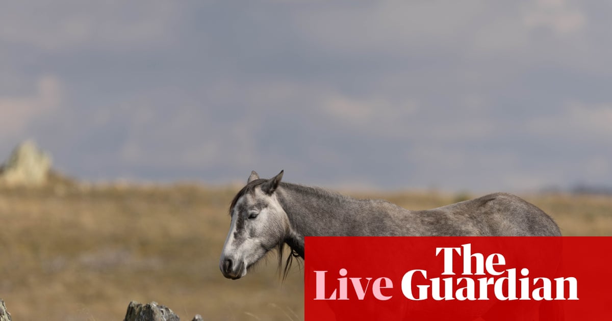 Ngựa hoang Brumby trong C&ocirc;ng vi&ecirc;n Quốc gia Kosciuszko